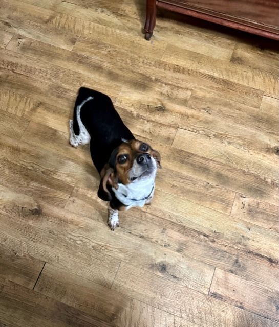 Penny, an adoptable Beagle in Louisville, KY_image-2