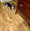 Penny