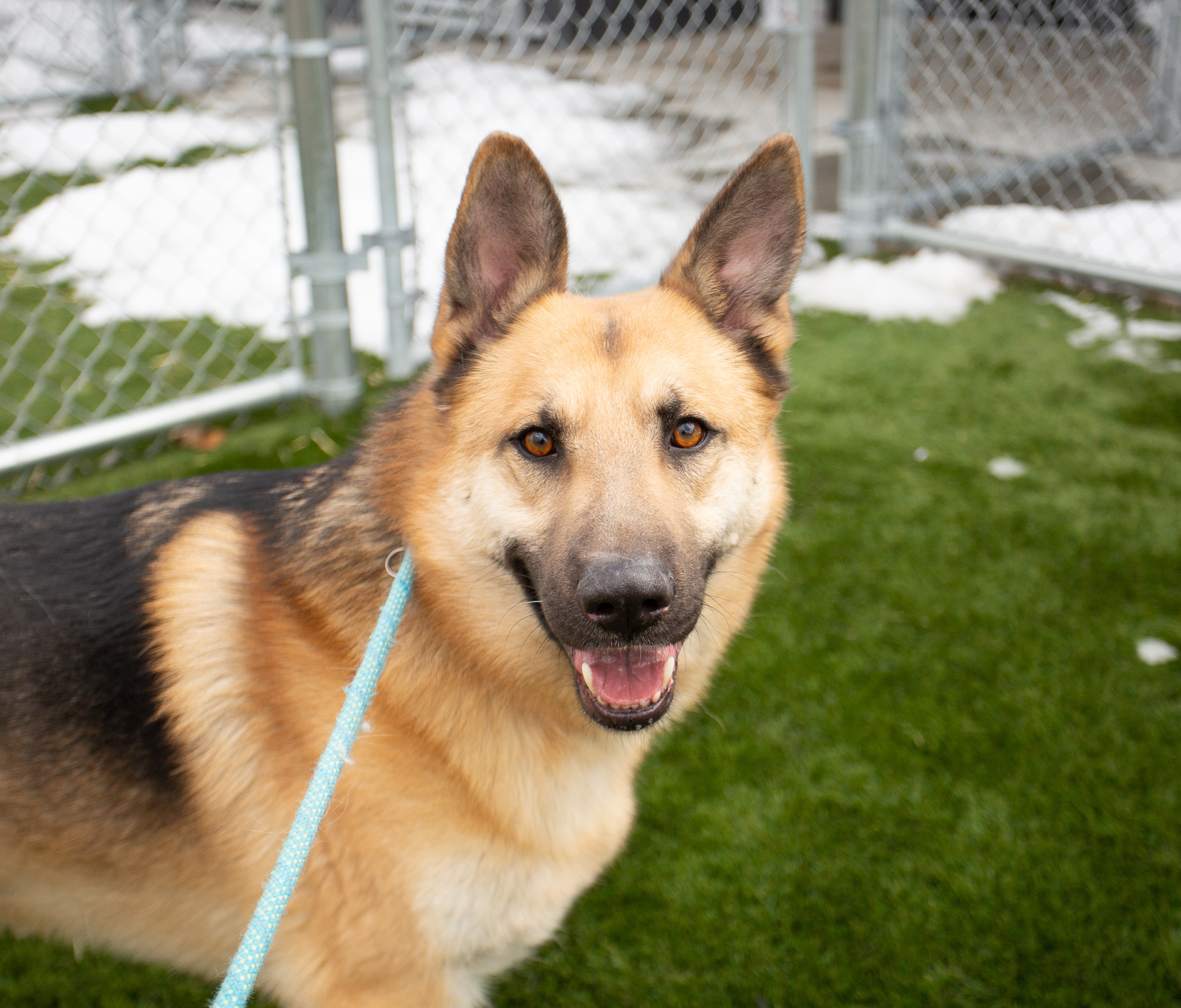Titus, an adoptable German Shepherd Dog in Hamilton, MT, 59840 | Photo Image 2