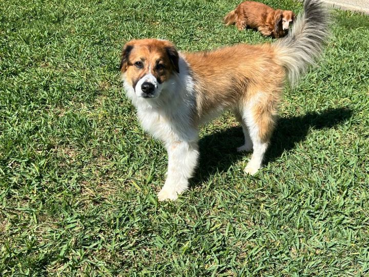 Dakota , an adopted Saint Bernard & Bernese Mountain Dog Mix in Spring, TX_image-5