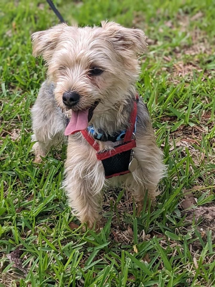 Doc, an adopted Yorkshire Terrier in Spring, TX_image-2