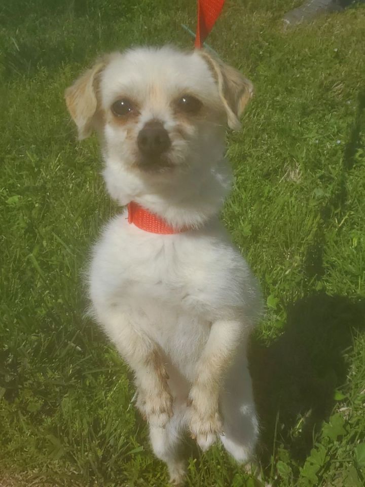 Maltese with 2024 chihuahua mix