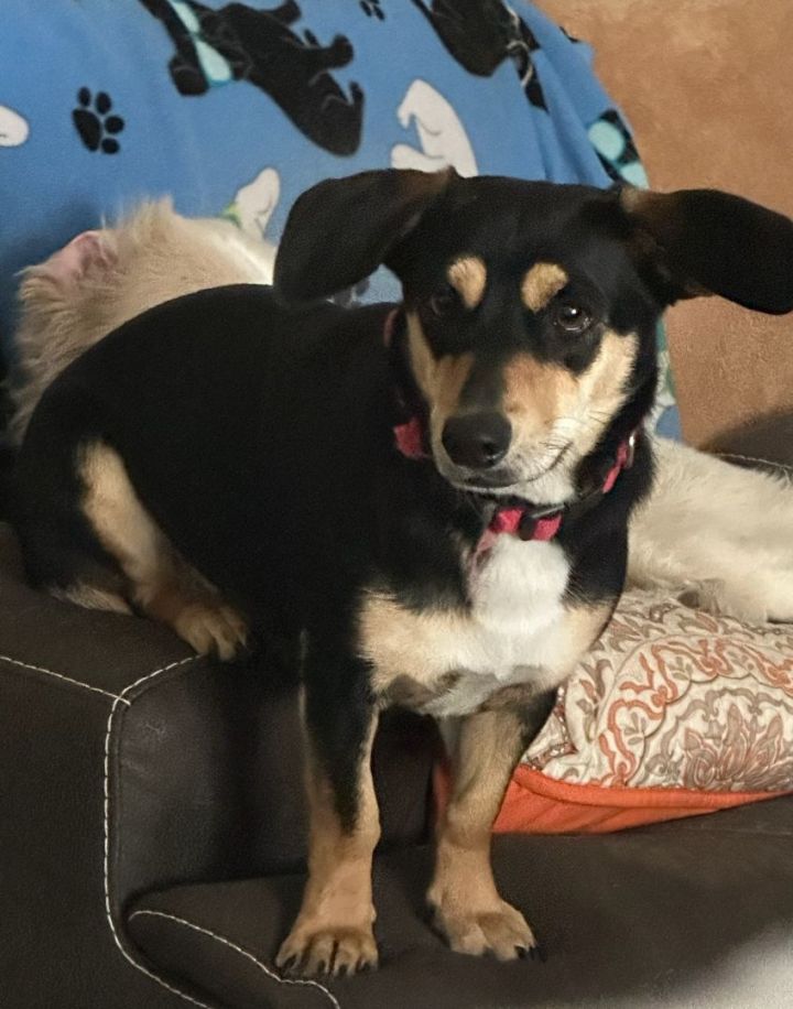Roxie  1