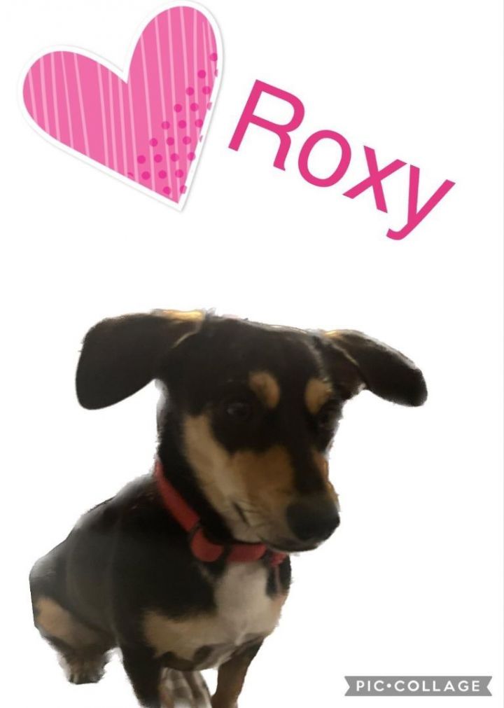 Roxie , an adopted Dachshund & Cardigan Welsh Corgi Mix in Spring, TX_image-5