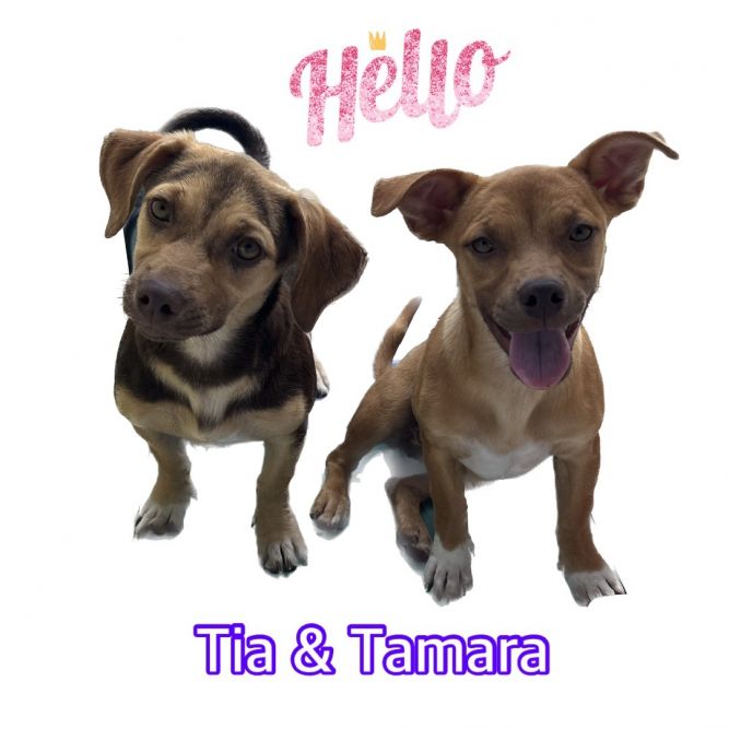 Tia & Tamara 