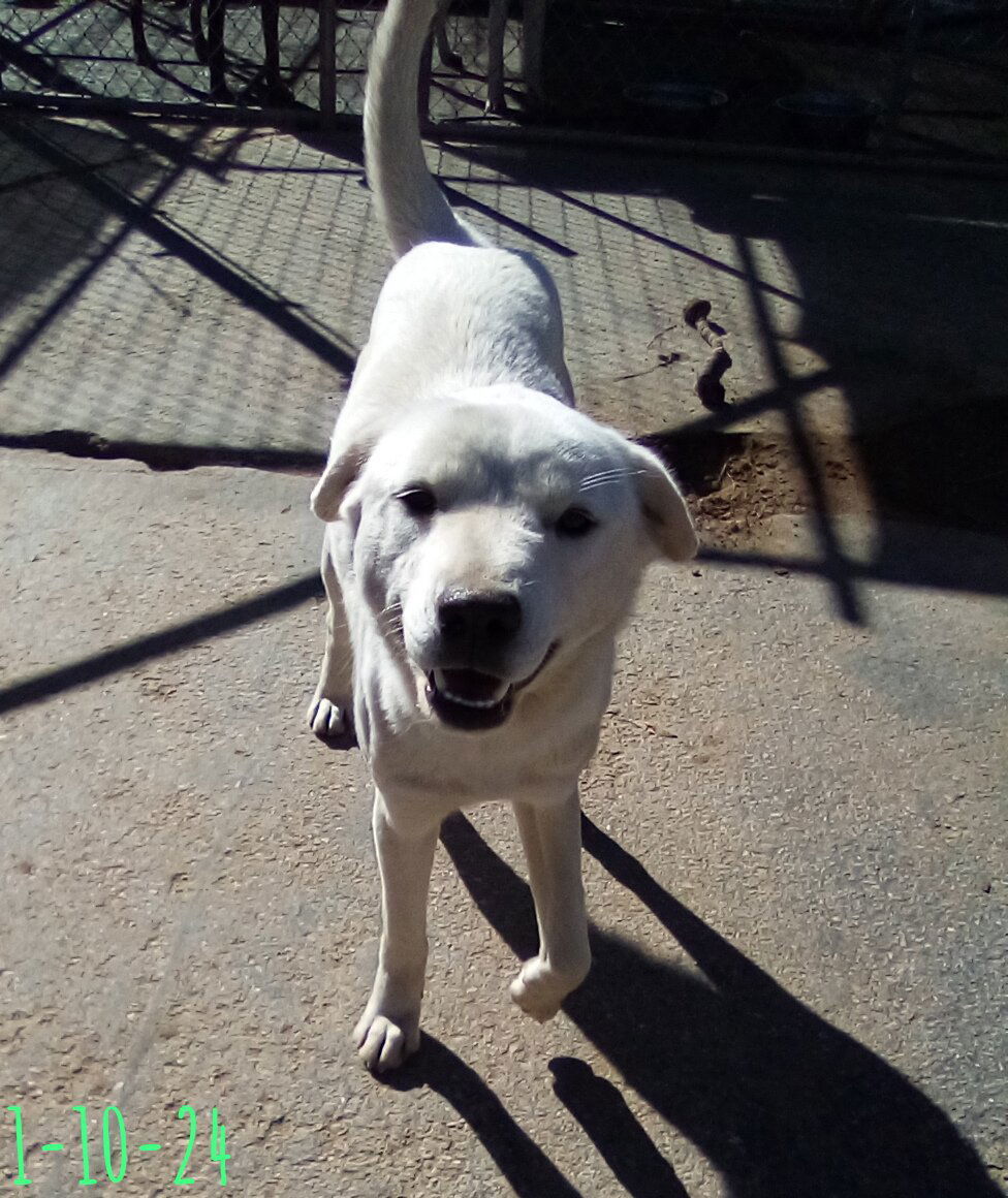 Ginny of the Hogwarts family, an adoptable Jindo in Apple Valley, CA, 92307 | Photo Image 2