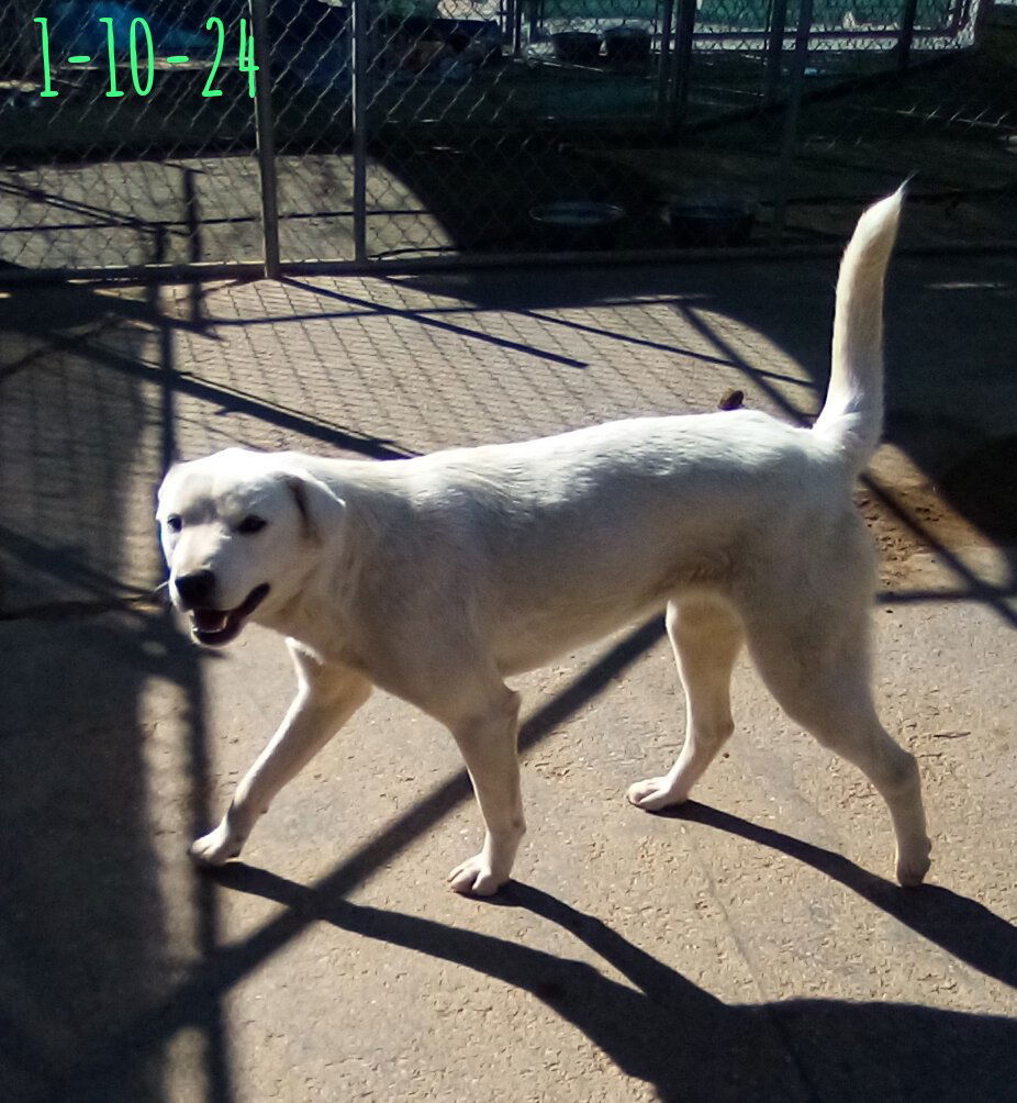 Ginny of the Hogwarts family, an adoptable Jindo in Apple Valley, CA, 92307 | Photo Image 3