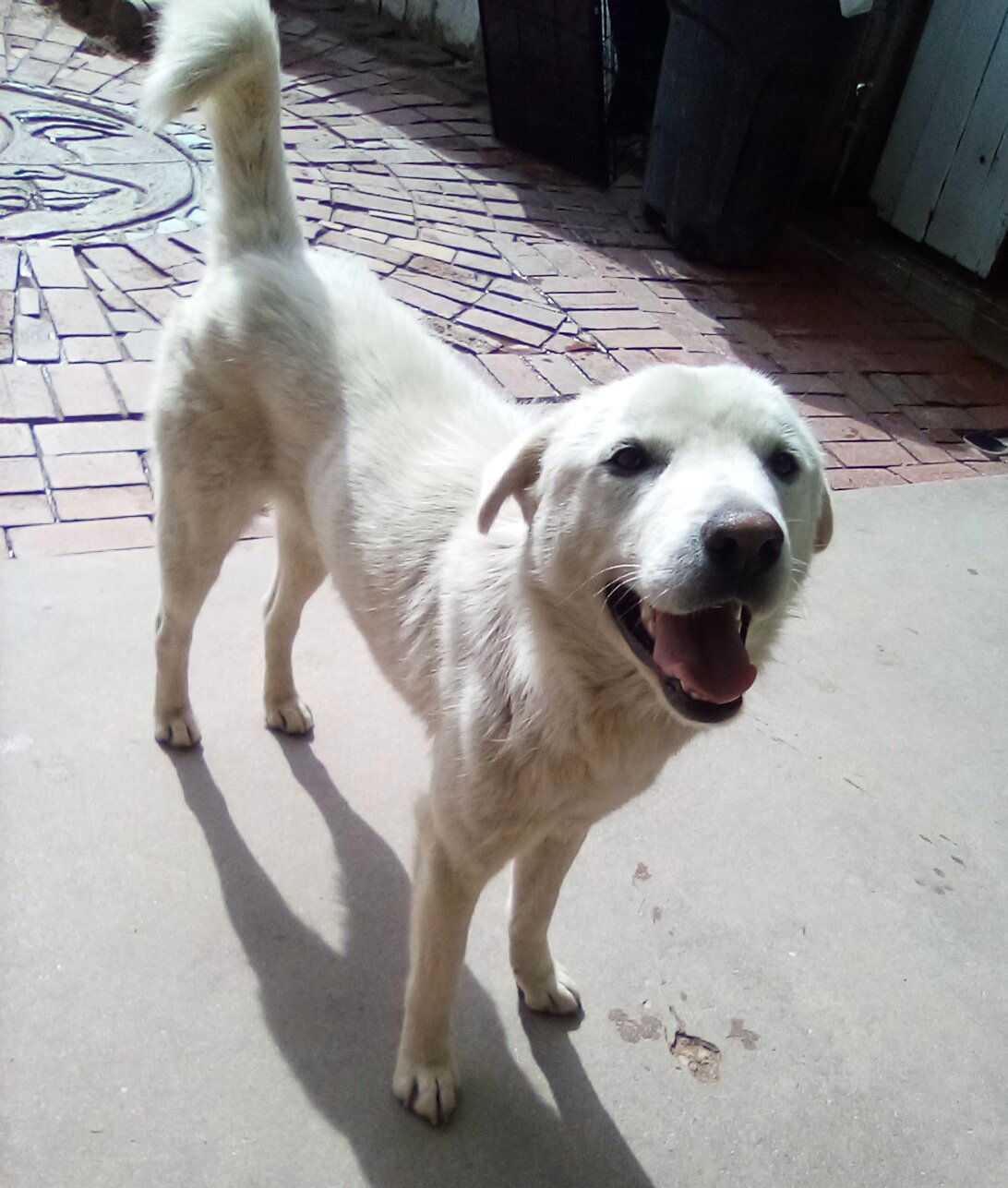 Neville of the Hogwarts family, an adoptable Jindo in Apple Valley, CA, 92307 | Photo Image 1