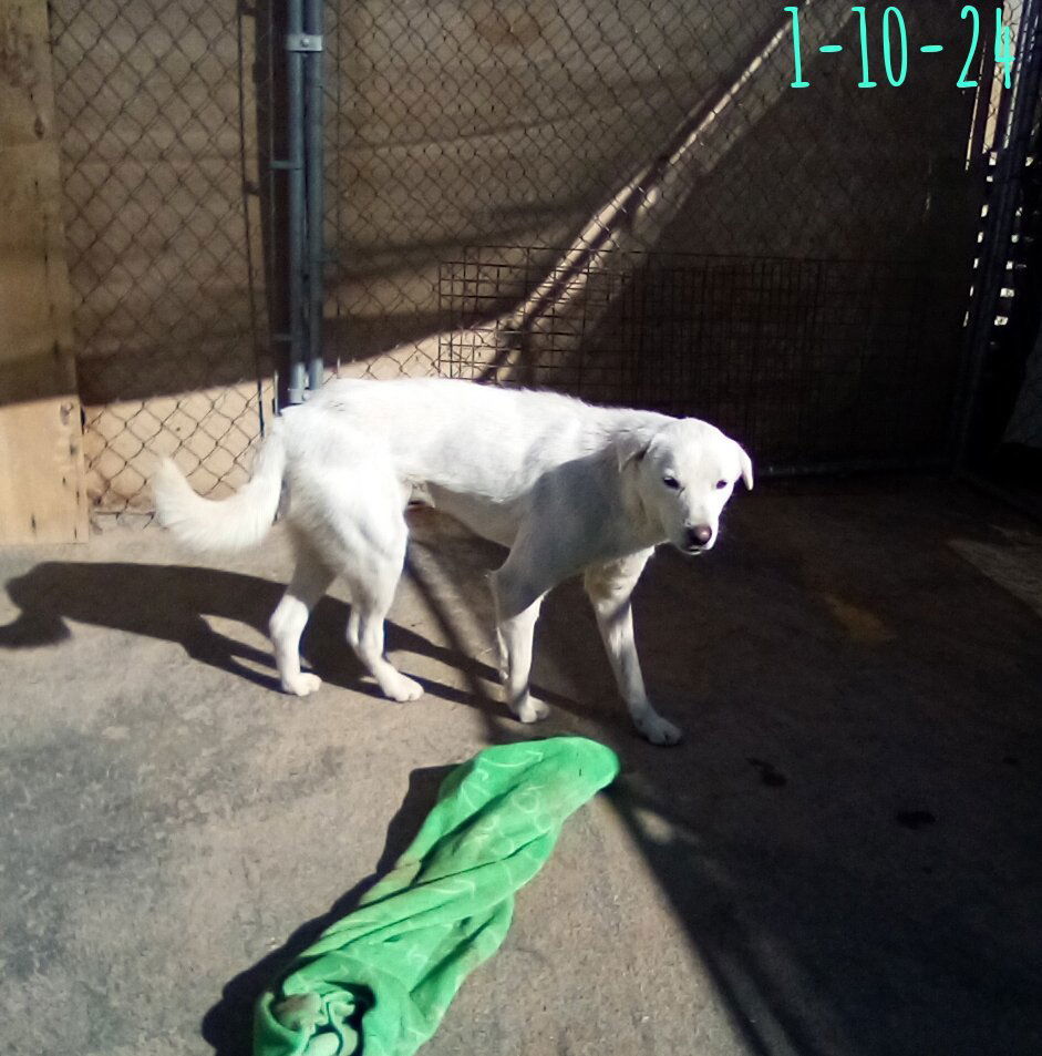 Neville of the Hogwarts family, an adoptable Jindo in Apple Valley, CA, 92307 | Photo Image 2