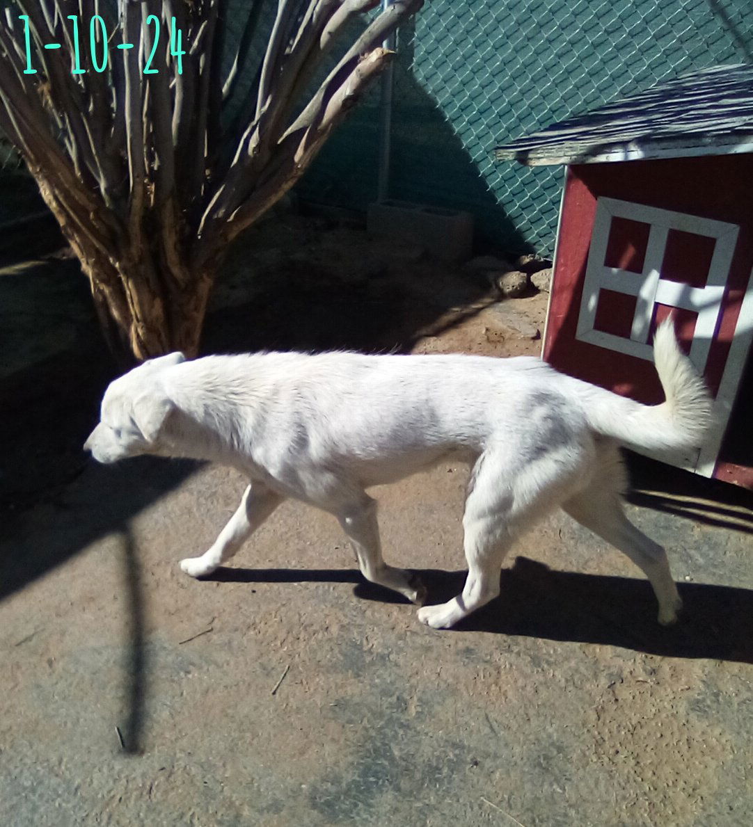 Neville of the Hogwarts family, an adoptable Jindo in Apple Valley, CA, 92307 | Photo Image 3