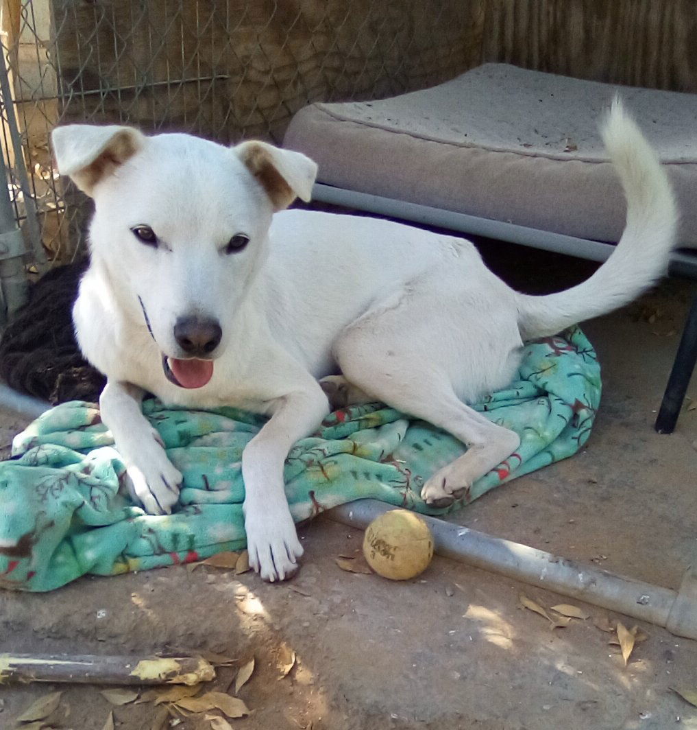 Harry Pawter of the Hogwarts family, an adoptable Jindo in Apple Valley, CA, 92307 | Photo Image 1