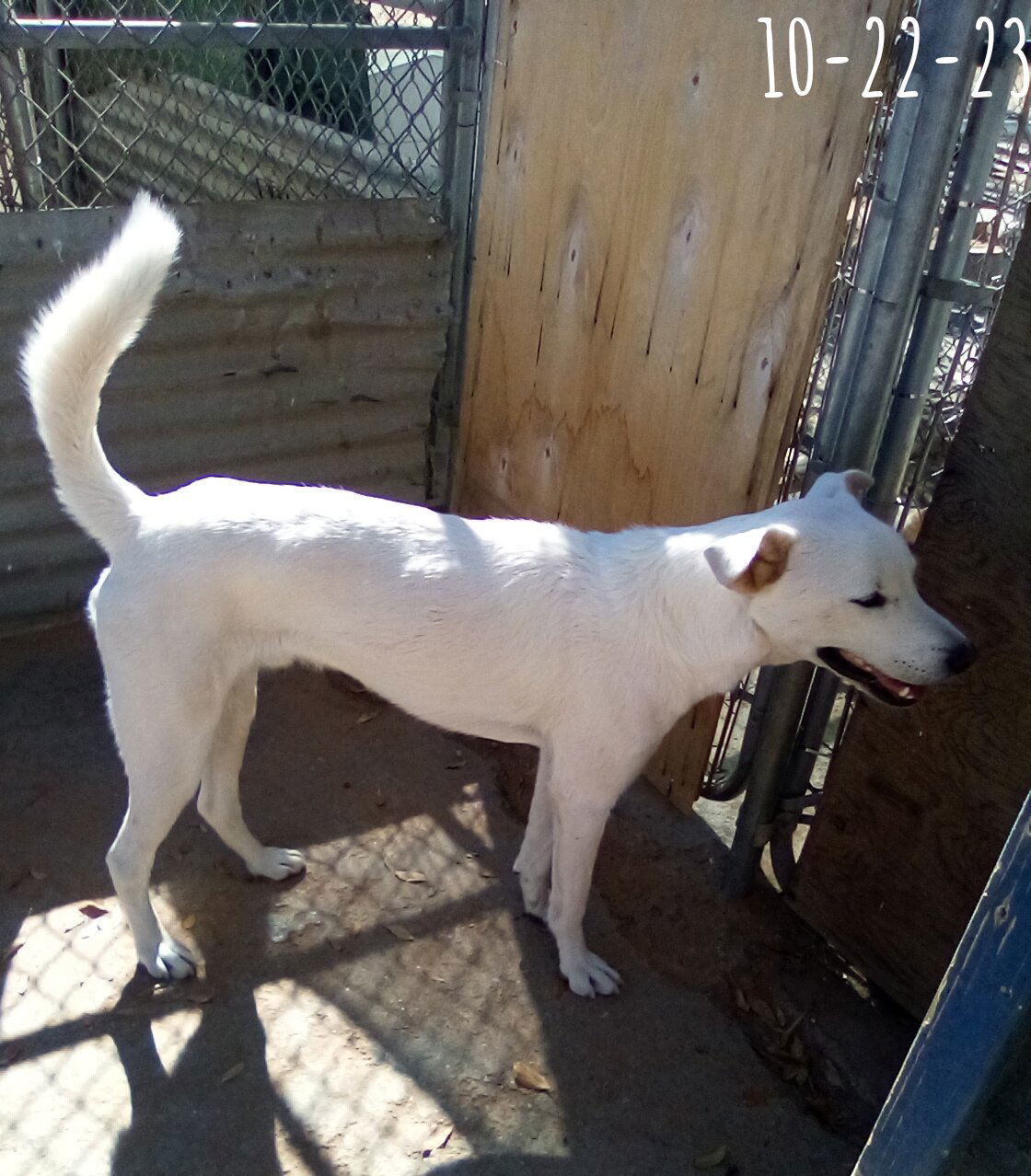 Harry Pawter of the Hogwarts family, an adoptable Jindo in Apple Valley, CA, 92307 | Photo Image 2