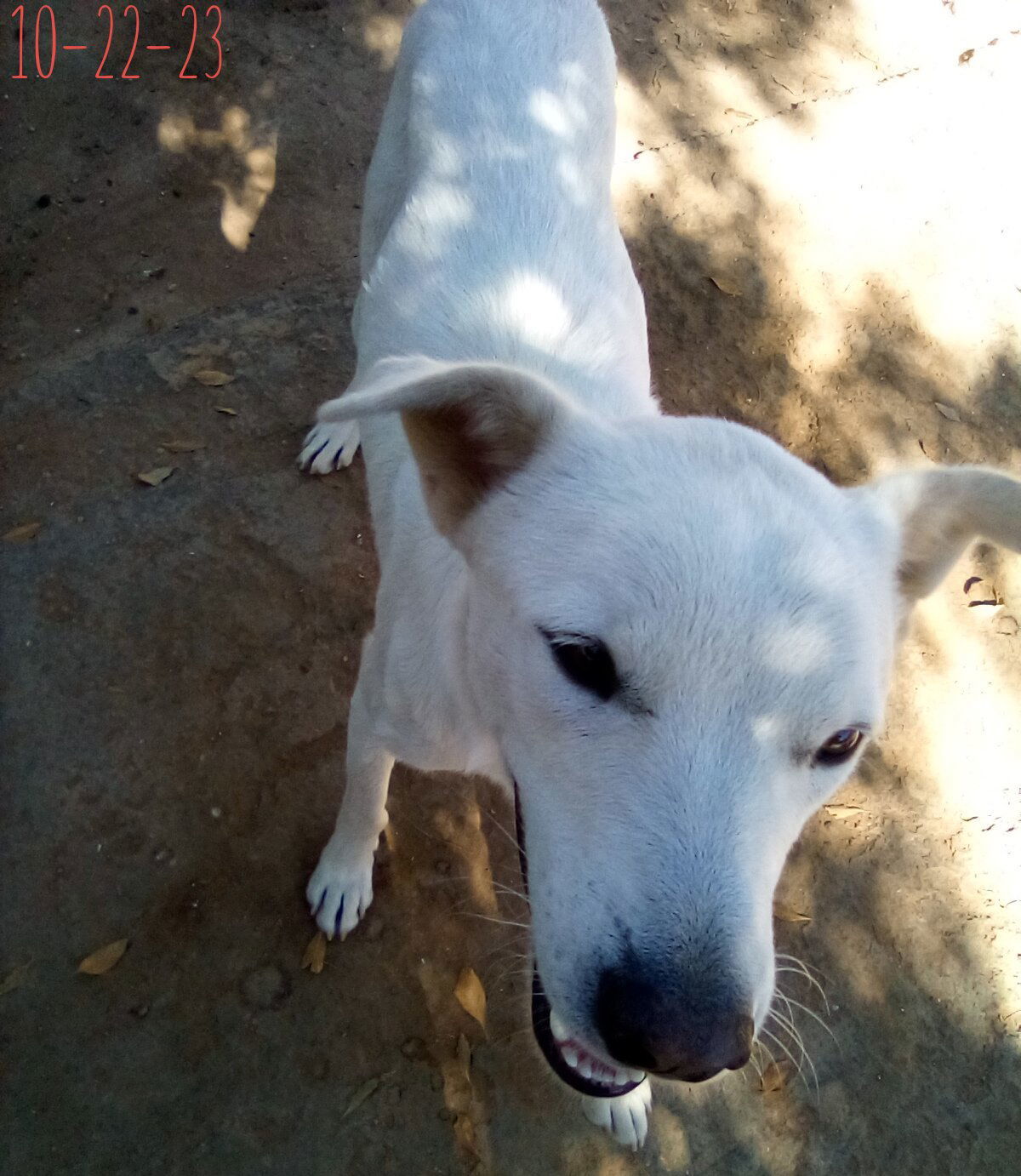 Harry Pawter of the Hogwarts family, an adoptable Jindo in Apple Valley, CA, 92307 | Photo Image 3