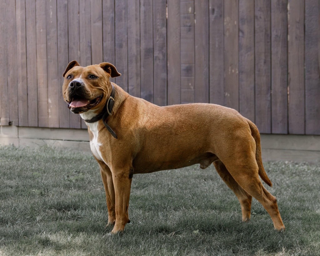 Brutus, an adoptable Pit Bull Terrier in White Hall, IL, 62092 | Photo Image 1