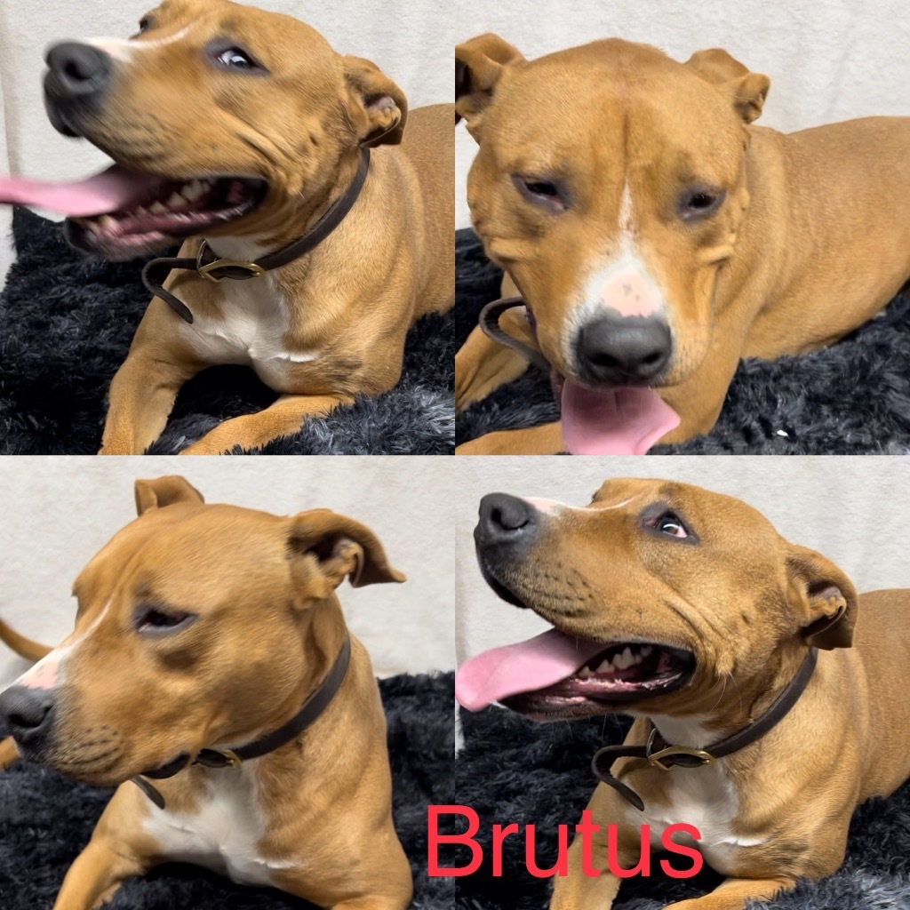 brutus, an adoptable Pit Bull Terrier in White Hall, IL, 62092 | Photo Image 1