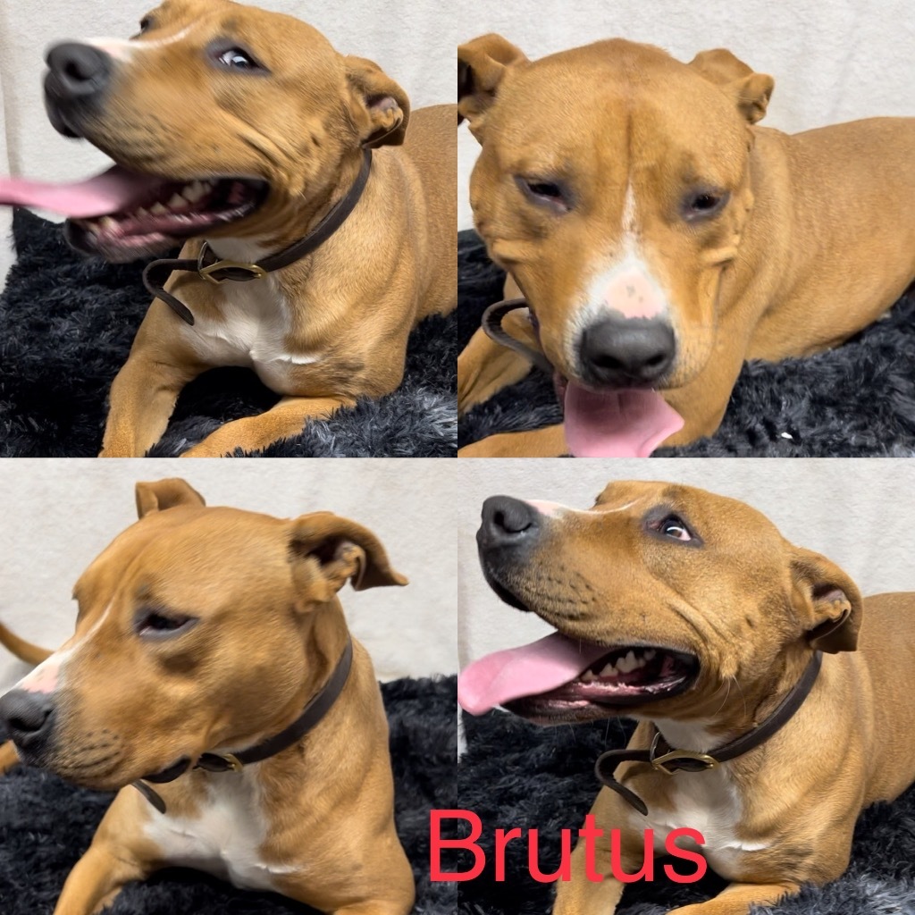 Brutus, an adoptable Pit Bull Terrier in White Hall, IL, 62092 | Photo Image 2