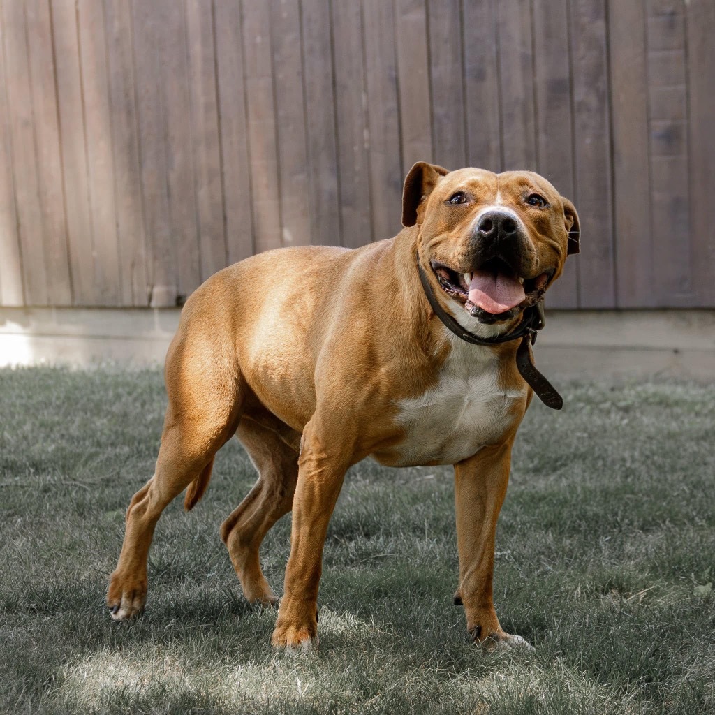 Brutus, an adoptable Pit Bull Terrier in White Hall, IL, 62092 | Photo Image 3