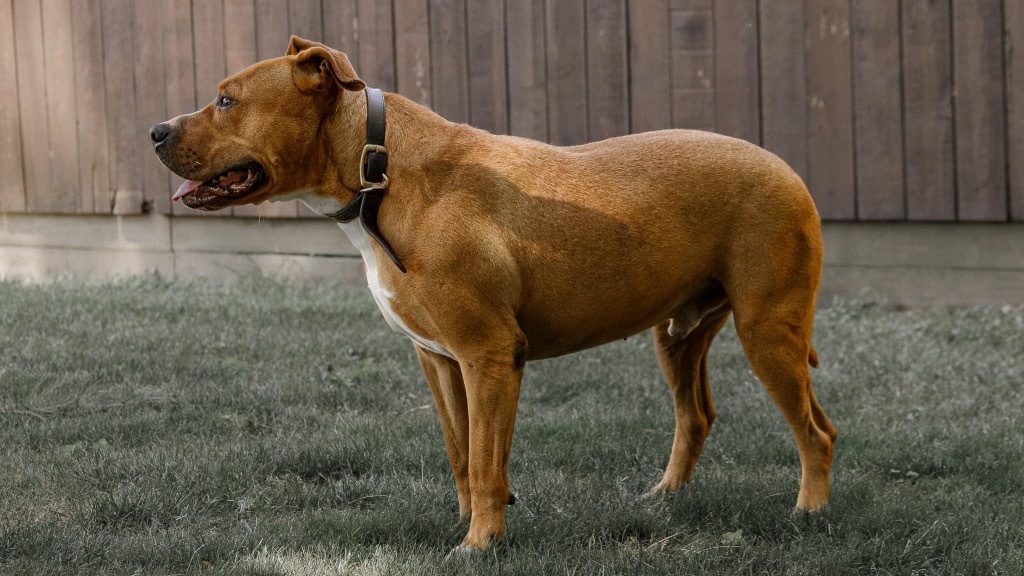 Brutus, an adoptable Pit Bull Terrier in White Hall, IL, 62092 | Photo Image 4