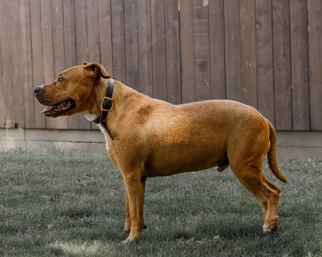 Brutus, an adoptable Pit Bull Terrier in White Hall, IL, 62092 | Photo Image 5