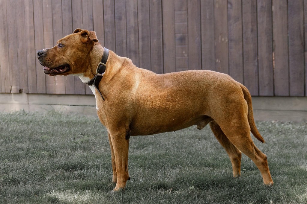 Brutus, an adoptable Pit Bull Terrier in White Hall, IL, 62092 | Photo Image 6