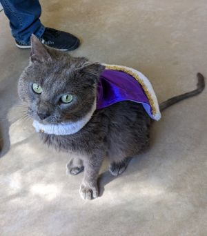 Prince Caspian, Adult Male Domestic Short Hair