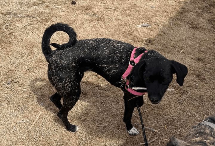 Zane, an adoptable Great Dane & Greyhound Mix in Williamsburg, NM_image-2