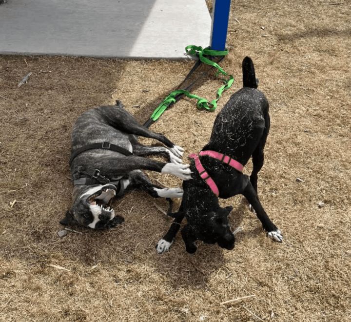 Zane, an adoptable Great Dane & Greyhound Mix in Williamsburg, NM_image-3