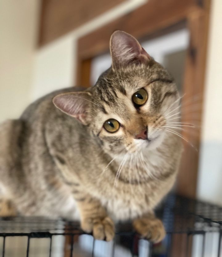 Tango, an adoptable Tabby & Domestic Short Hair Mix in Lacon, IL_image-1