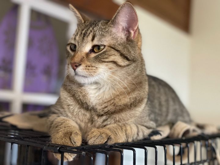 Tango, an adoptable Tabby & Domestic Short Hair Mix in Lacon, IL_image-4