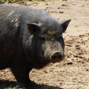 Mr. Piggy, Senior Male unknown