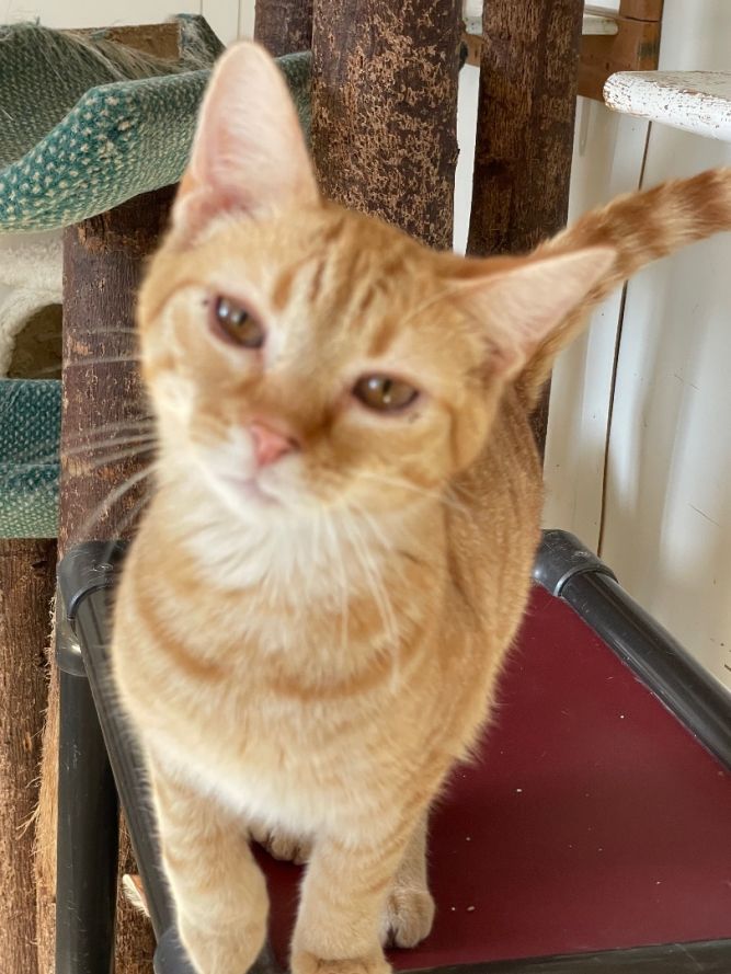 Foxi (foster-raised)