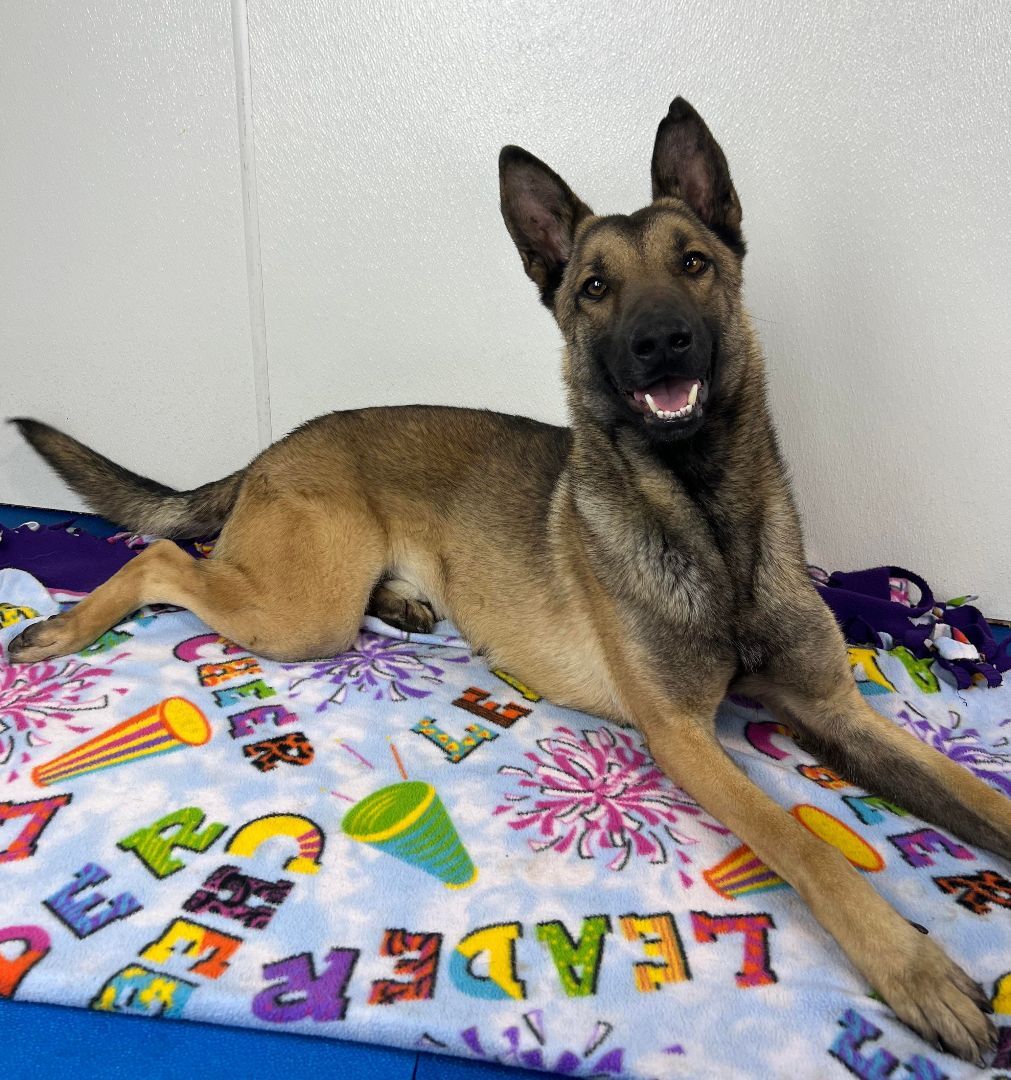 Arizona H, an adoptable German Shepherd Dog, Belgian Shepherd / Malinois in Auburn, NE, 68305 | Photo Image 2