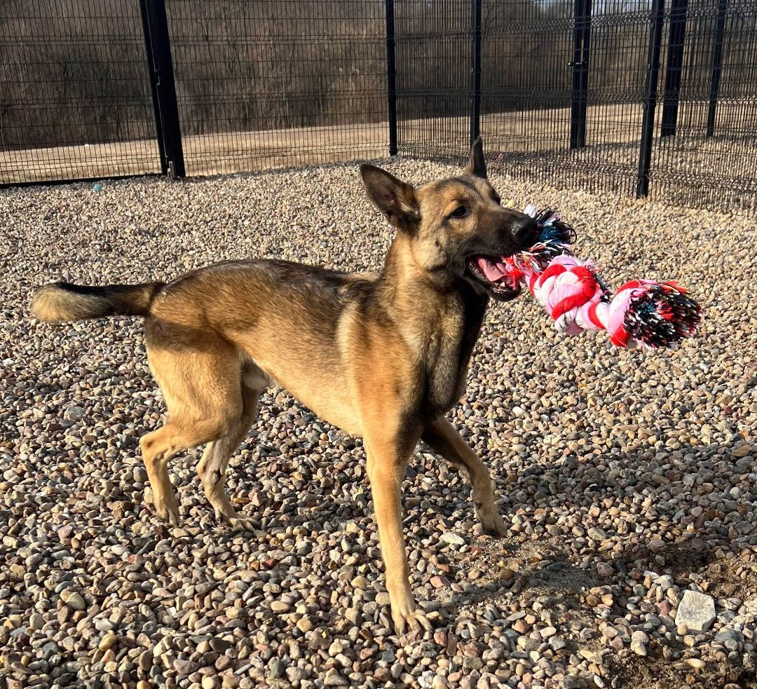 Arizona H, an adoptable German Shepherd Dog, Belgian Shepherd / Malinois in Auburn, NE, 68305 | Photo Image 3