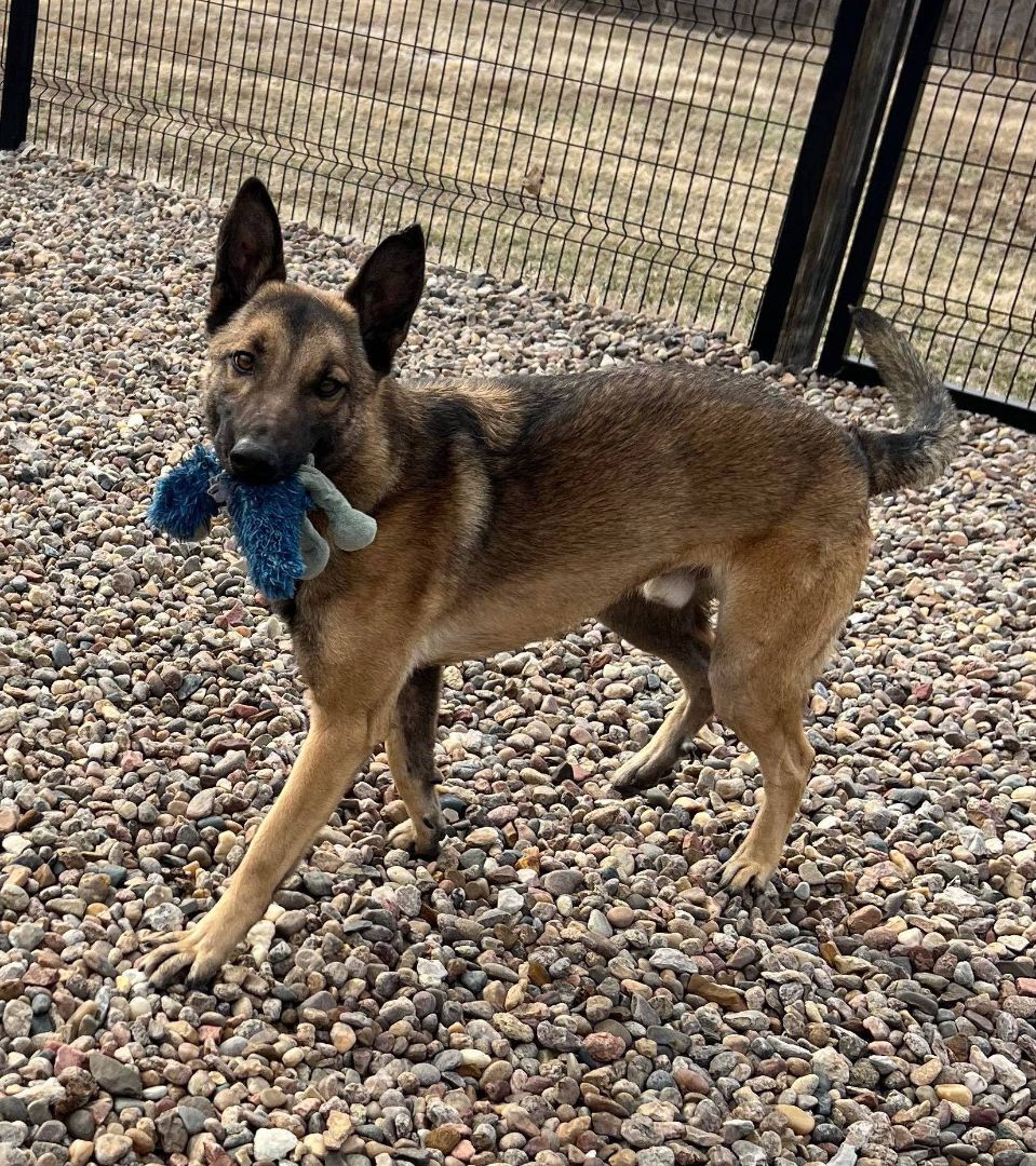 Arizona H, an adoptable German Shepherd Dog, Belgian Shepherd / Malinois in Auburn, NE, 68305 | Photo Image 4