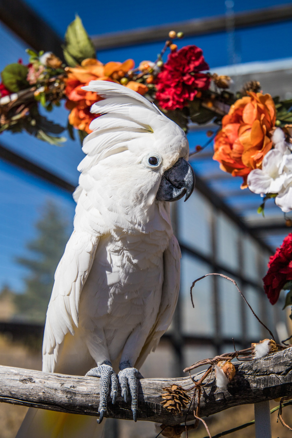 Parrot for adoption Mr Missy, a Cockatoo in Elizabeth, CO Petfinder