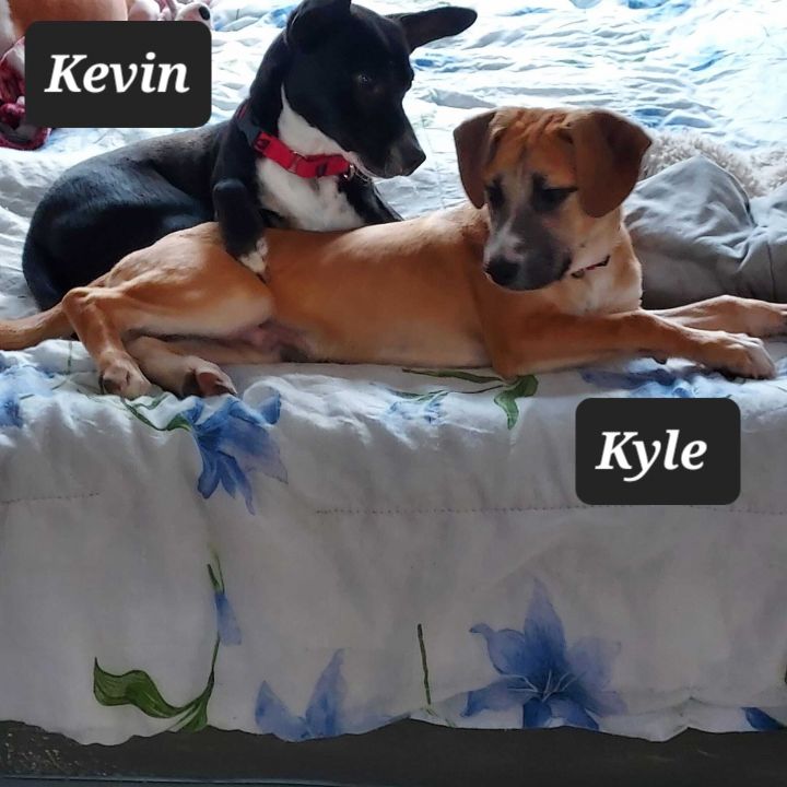 Kevin, an adopted Rat Terrier Mix in Weare, NH_image-4
