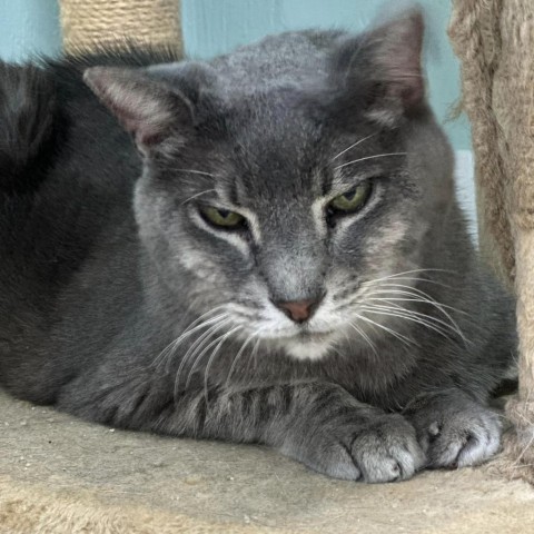 Blue, an adoptable Domestic Short Hair in Freeport, FL, 32439 | Photo Image 1