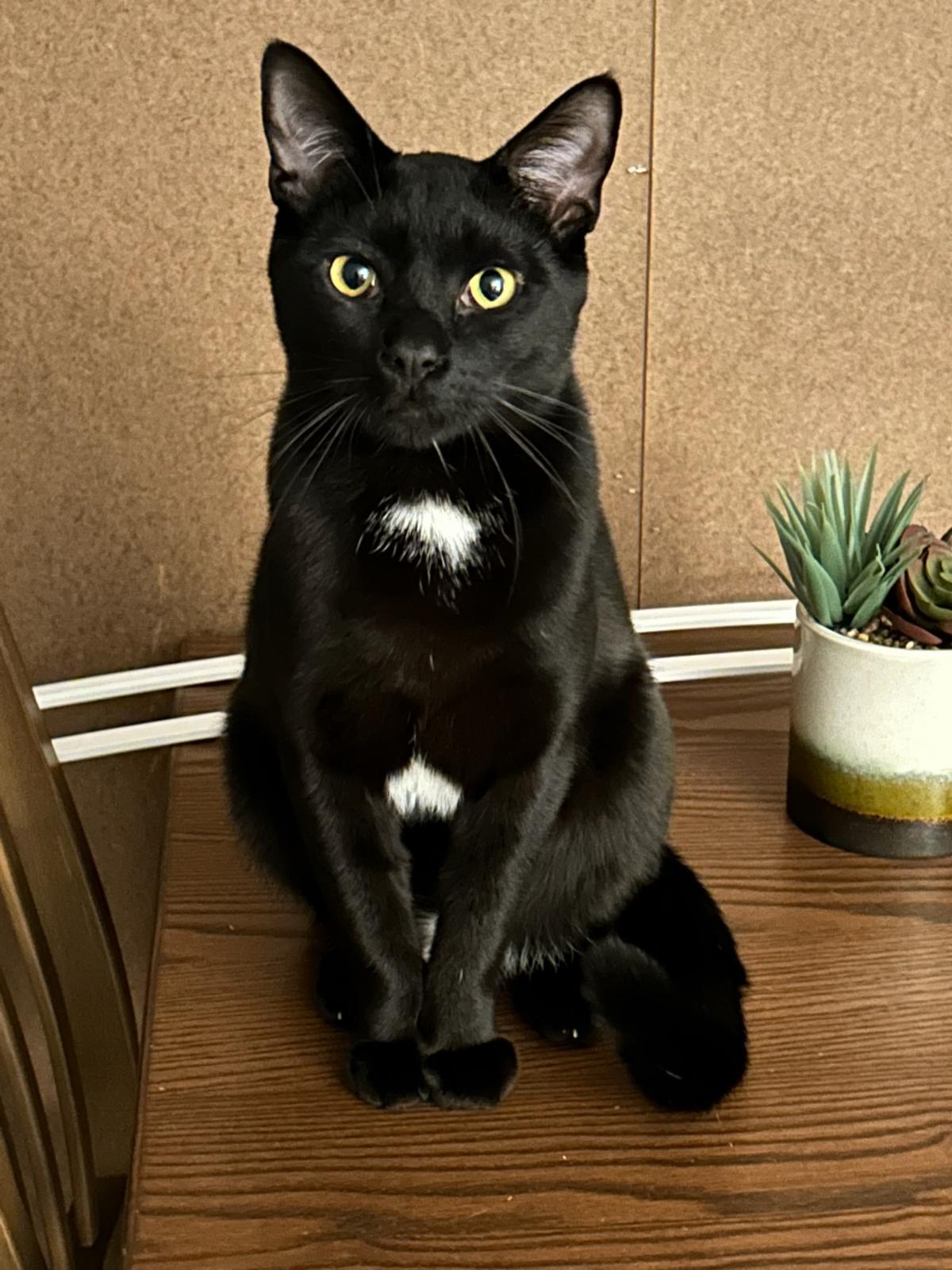 KADE - Offered by Owner - Brother to Kandy, an adoptable Domestic Short Hair in Hillsboro, OR, 97123 | Photo Image 1