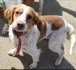 Petfinder cheap brittany spaniel