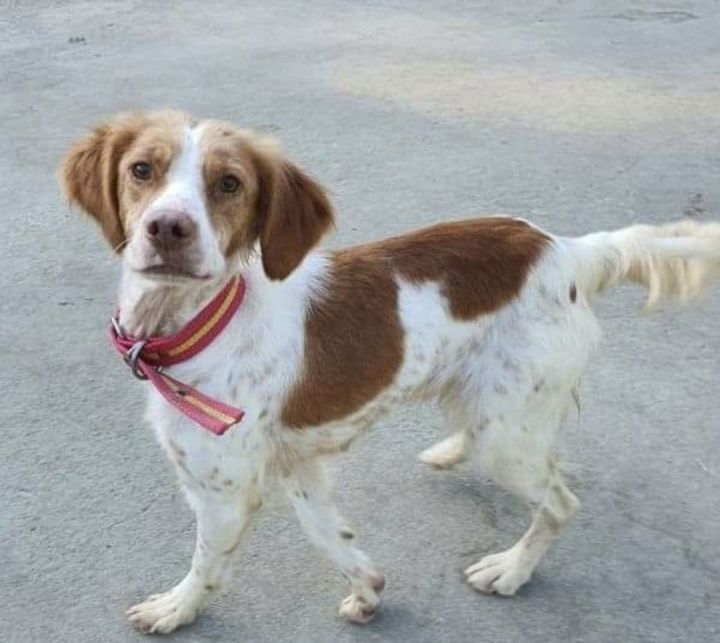 Brittany puppies for sales adoption