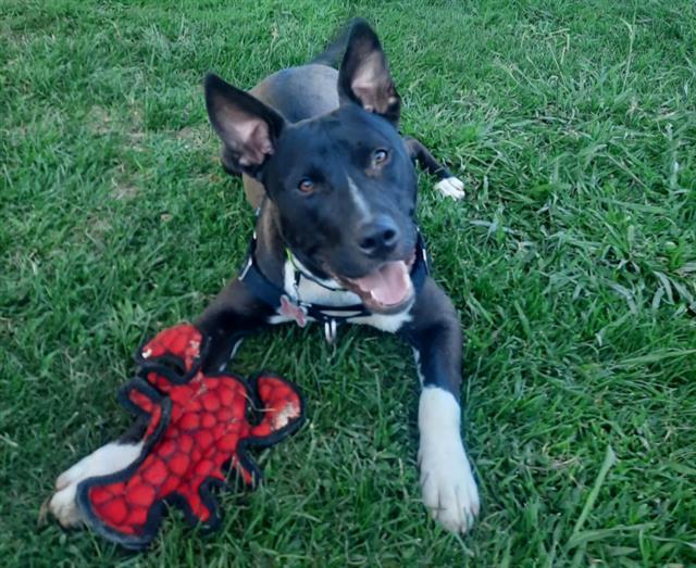 PANTHER, an adoptable Labrador Retriever, Border Collie in Sacramento, CA, 95827 | Photo Image 1