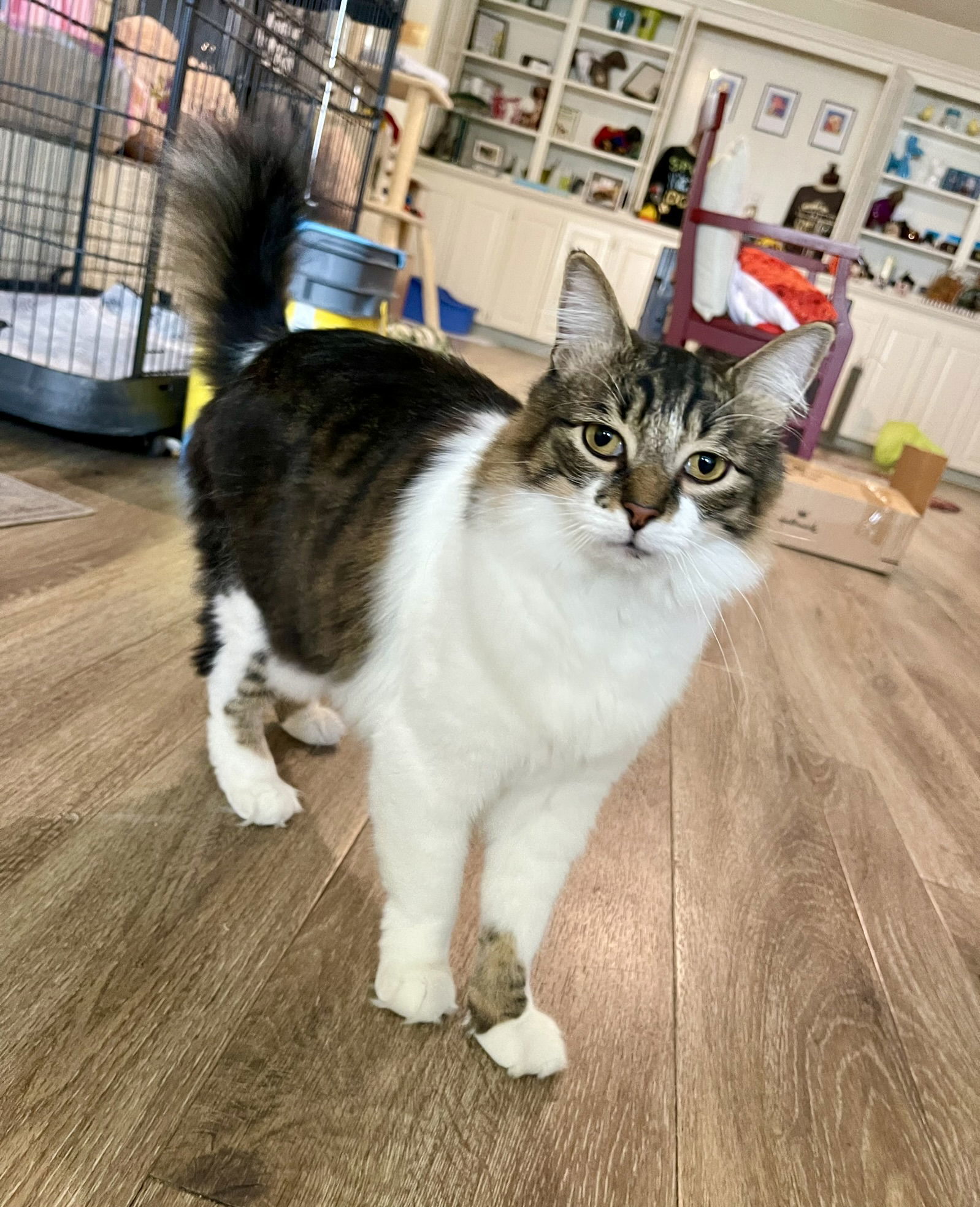 Tootie, an adoptable Domestic Medium Hair, Tabby in Texarkana, TX, 75503 | Photo Image 1