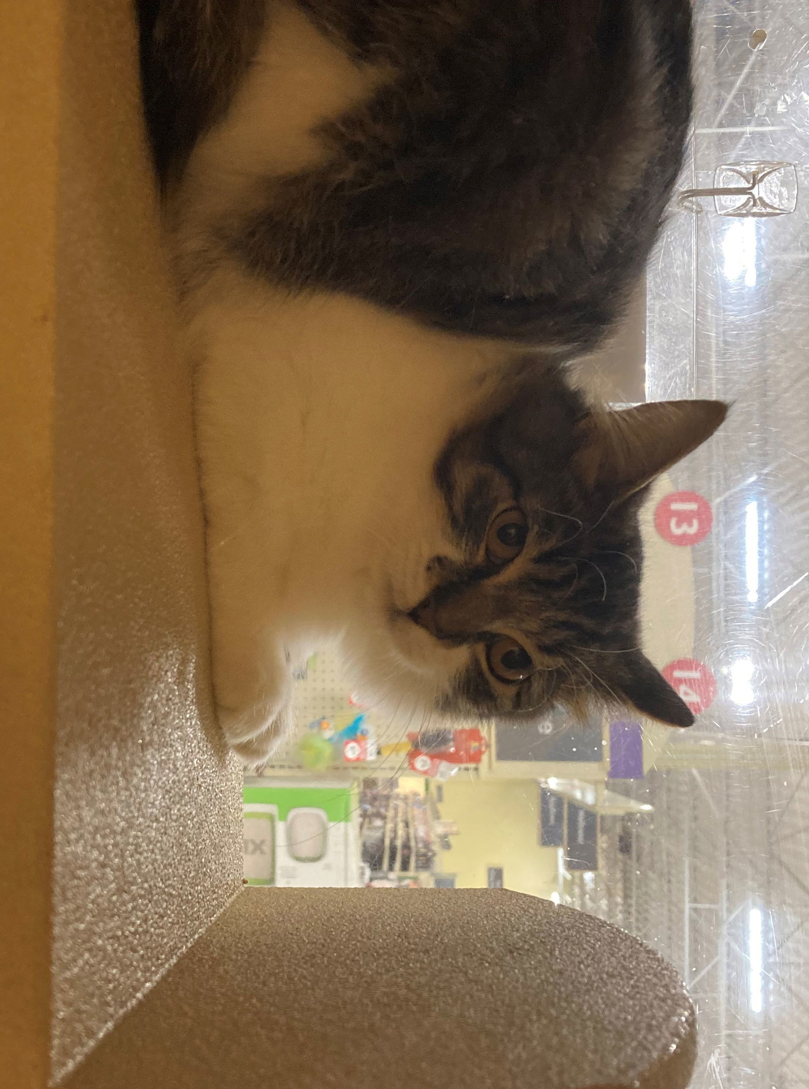 Tootie, an adoptable Domestic Medium Hair, Tabby in Texarkana, TX, 75503 | Photo Image 3