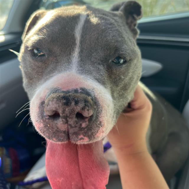 BLUE *DANAI*, an adoptable Pit Bull Terrier in Tucson, AZ, 85745 | Photo Image 1