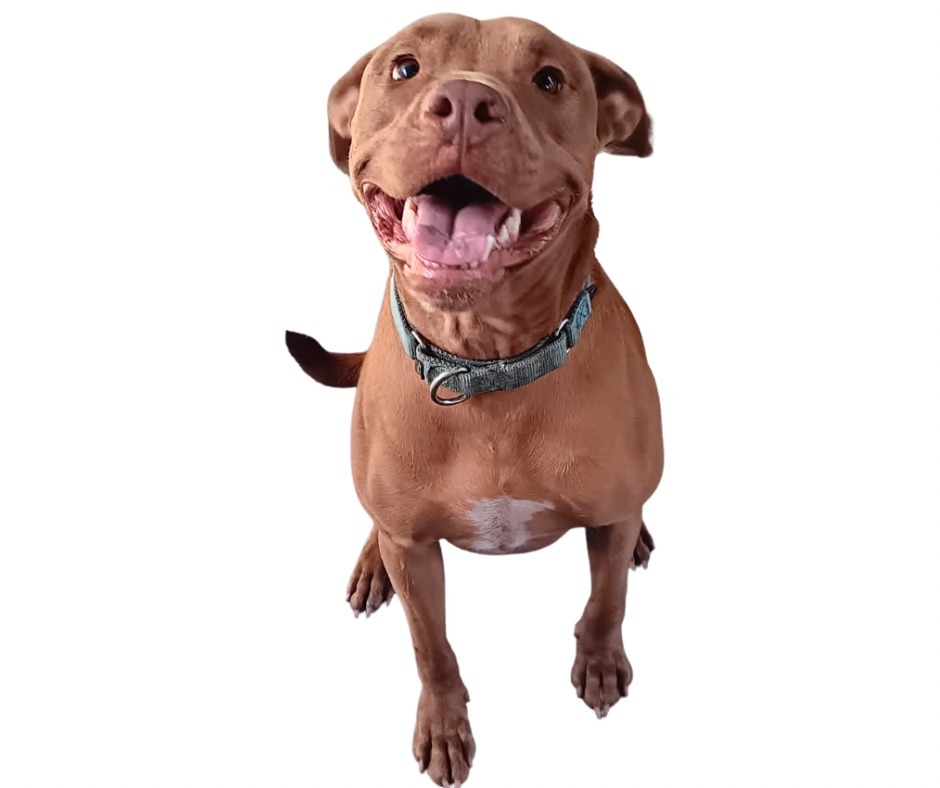 MACRUFF, an adoptable American Bulldog in Marianna, FL, 32447 | Photo Image 1