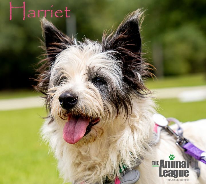 Harriet 2