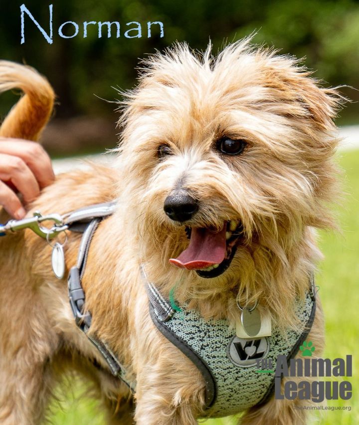 Norman 1