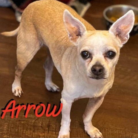 ARROW, an adoptable Chihuahua in Oswego, IL, 60543 | Photo Image 1