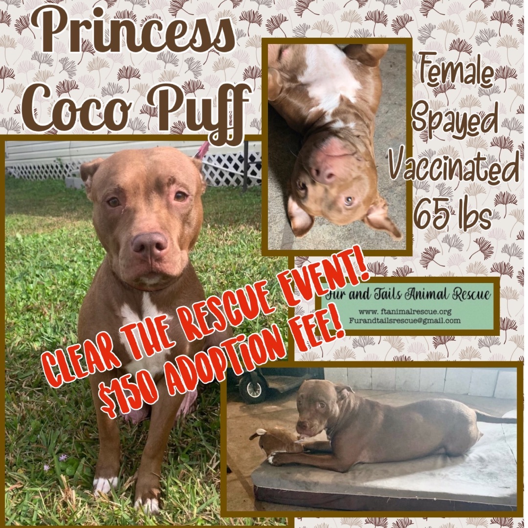 Princess Coco Puff