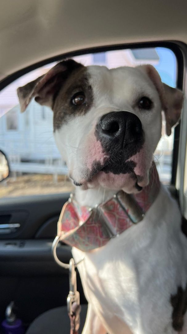 Shiyou in NH, an adopted American Bulldog & Boxer Mix in Manchester, NH_image-1